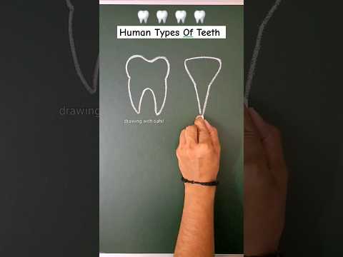 Human different types of teeth 🦷 #shorts #short #shortsvideo #shortsfeed #youtubeshorts #teeth #art