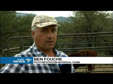 NW livestock farmers becry police's lack to combat stock theft