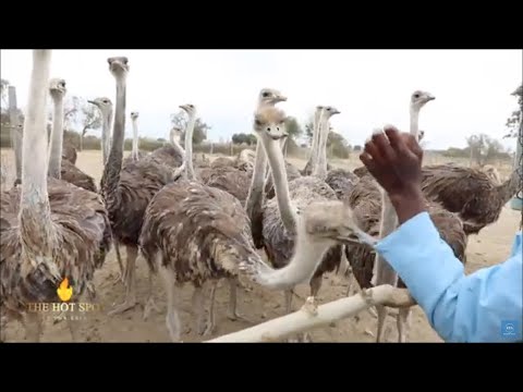 A maior fazenda de avestruzes da África e a única no Quênia, a fazenda de avestruzes Maasai