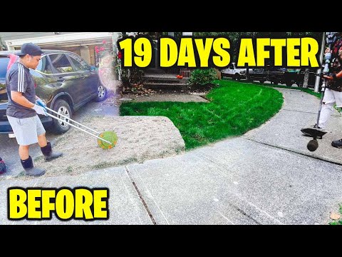 INFESTED WITH WEEDS! First mow for neighbor RENO 19 days after seeding!