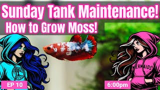 Sunday Tank Maintenance: Moss Propagation EP10 Live Hosted by Brenda and Dina 📱