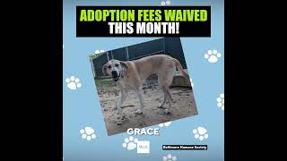 Adoptions Fees Waived This Month at Baltimore Animal Shelter
