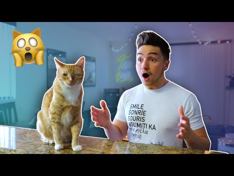 If Cats Could Talk | Smile Squad Comedy