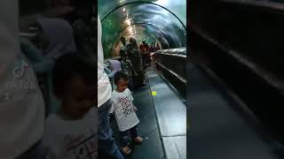 Download lagu Bermain di Seaworld Ancol // Mengenal Binatang Laut mp3 Download lagu Bermain di Seaworld Ancol // Mengenal Binatang Laut mp3