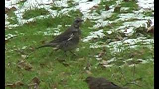 Birds in my Garden in Winter - Vögel in meinem Garten im Winter