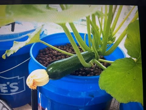 How to Build a Dutch Bucket for Hydroponics or Aquaponics Systems