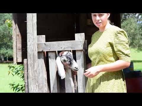 Goat Care Pt. 9:  Drying Off - How to Stop a Goat From Producing Milk