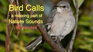 Download lagu Bird Calls of Nature Sounds mp3 Download lagu Bird Calls of Nature Sounds mp3