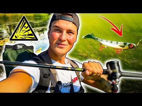 PIKE FISHING in Small Super Shallow River (Explosive Strikes) | Team Galant