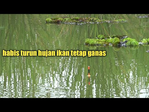 ЭТО ДИКОЕ МЕСТО - ловля тилапии ANTI-GABLUK II после дождя