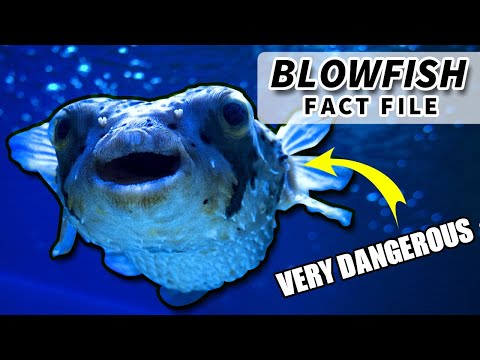 Pufferfish - Animal Fact Files thumbnail