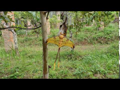 Größter Schmetterling