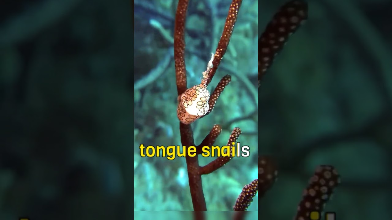 Flamingo Tongue Snail Video facade placeholder
