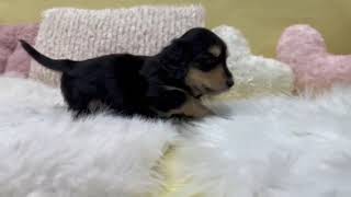 ミニチュアダックスの動画01