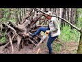Building A Shelter In The Roots Of A Fallen Tree Cozy Atmosphere