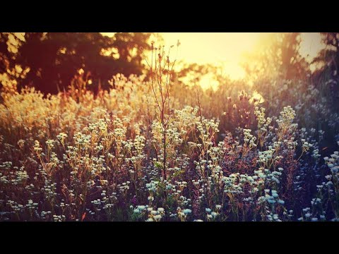 Aria (Alternate Version) / R. Armando Morabito.