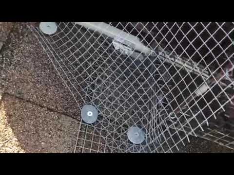 Raccoon Harbors in Attic in Neptune, NJ