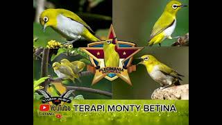 Download lagu TERAPI SUARA MONTY BETINA #pcmiindonesia #kicaumania #monty #subscribe #shortvideo mp3