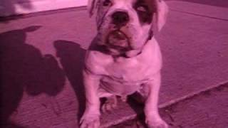 Brick House Kennel's Zues