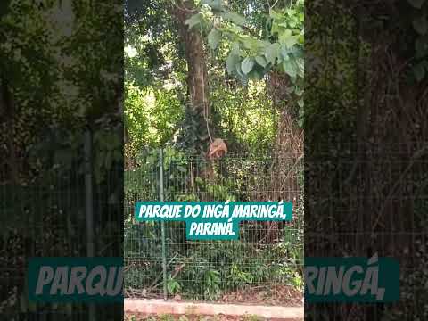 #Parque do Ingá Maringá, Paraná.