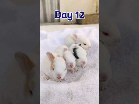 Rabbit Growth - Baby Rabbit Growing Up Day By Day #cute #rabbit #animals #pets