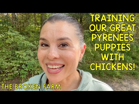 TRAINING OUR GREAT PYRENEES PUPPIES WITH OUR CHICKENS!