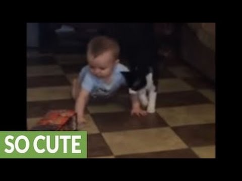 Cats Love Babies Compilation || CFS