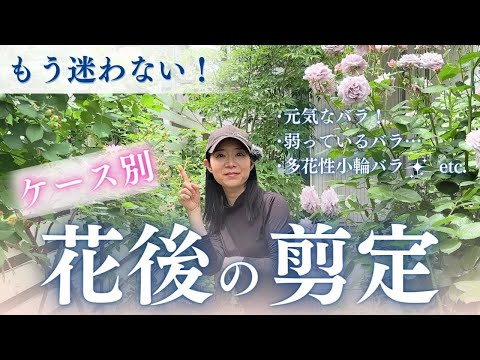 初期の花芽は剪定したほうがよいでしょうか？はい、いいえ!  庭園