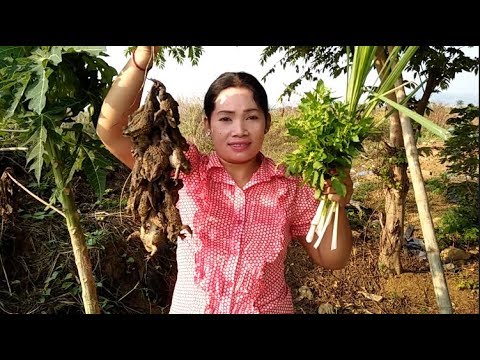 Awesome Cooking frog with peppers  Recipe Delicious    Village Food Factory
