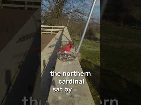 Birds of my backyard