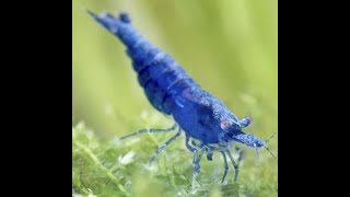 Neocaridina Davidi var. Blue Sapphire