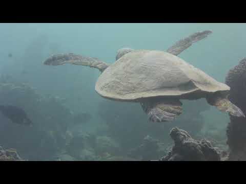 Grey Wolf  Adventures