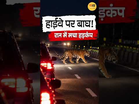 भोपाल के पास नेशनल हाईवे पर देर रात घूमता दिखा बाघ, मची अफरा-तफरी |