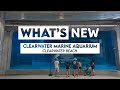 Who Owns The Clearwater Marine Aquarium