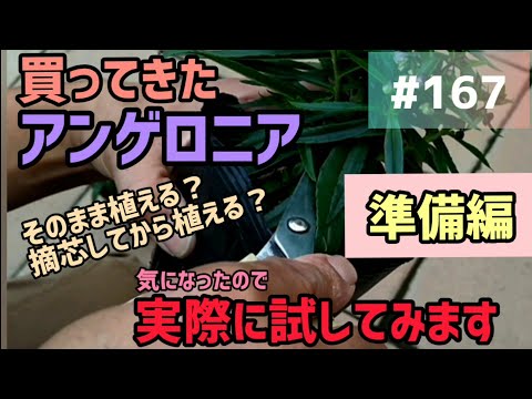 アンゲロニア、天使の顔 植物