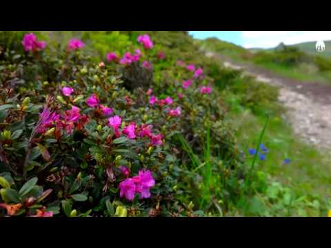 Bujorii de munte (rhododendron) filmați în Munții Ciucaș (Iunie, 2019)