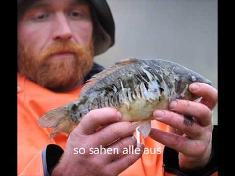 Verzweiflung nach Wutausbruch und Statement!  Kormoran, Reiher