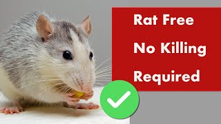 How To Get Rid Of Rats Without Killing Them | SO EASY!