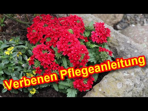 Eisenkraut Verbene Pflege -  Verbenen pflegen - Schneiden, Düngen, Gießen, Standort, Überwintern uvm
