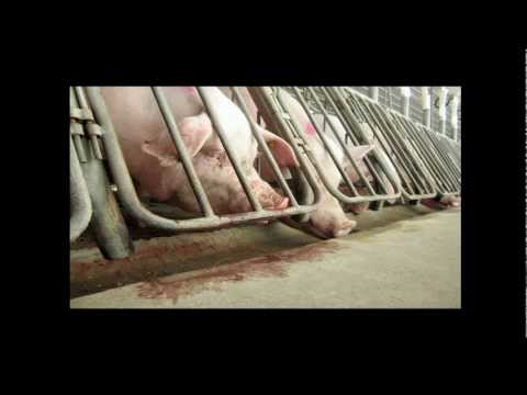 TEDxFruitvale - Wayne Pacelle - Animals, Humans: We're All Connected