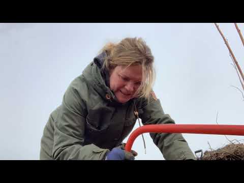 Hügelbädd steg 1, kant och stockar - odla hållbart!