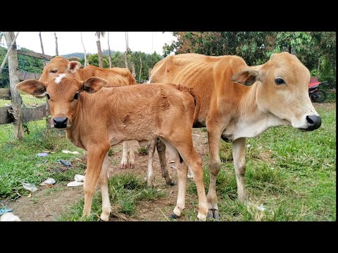 Veau apprivoisé jouant dans la ferme du village - vidéos de vaches.