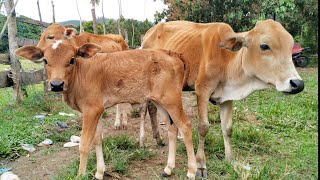 Veau apprivoisé jouant dans la ferme du village - vidéos de vaches.