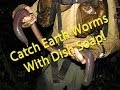 Catch earth worms with dish soap