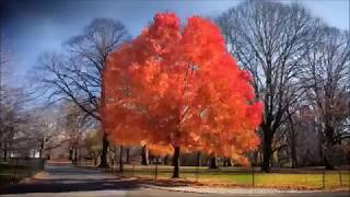 ONE DAY (WHEN WE ALL GET TO HEAVEN) - MATT REDMAN (LYRIC VIDEO)