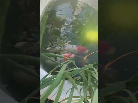 2020 First koi spawn