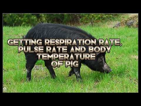 , title : 'Pulse Rate, Respiration Rate and Body Temperature of Pig and Goats'