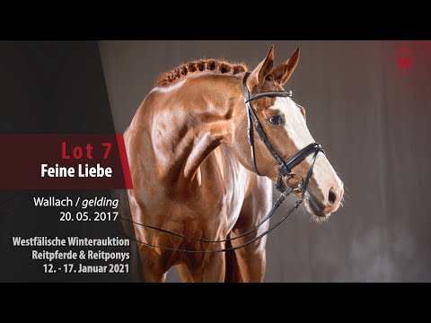 Trainingsvideo Winterauktion Lot 7 Feine Liebe Wallach v. Franz-Ferdinand -  Belissimo M