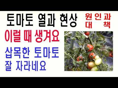, title : '토마토열과현상 원인과 대책 토마토열과 토마토삽목방법 토마토재배'