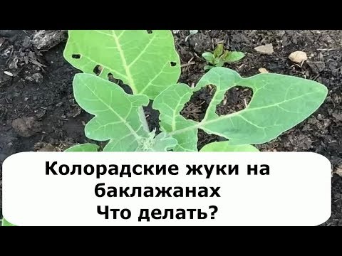 307. Как уберечь баклажаны от колорадских жуков. Алтайская Чудо -Теплица.